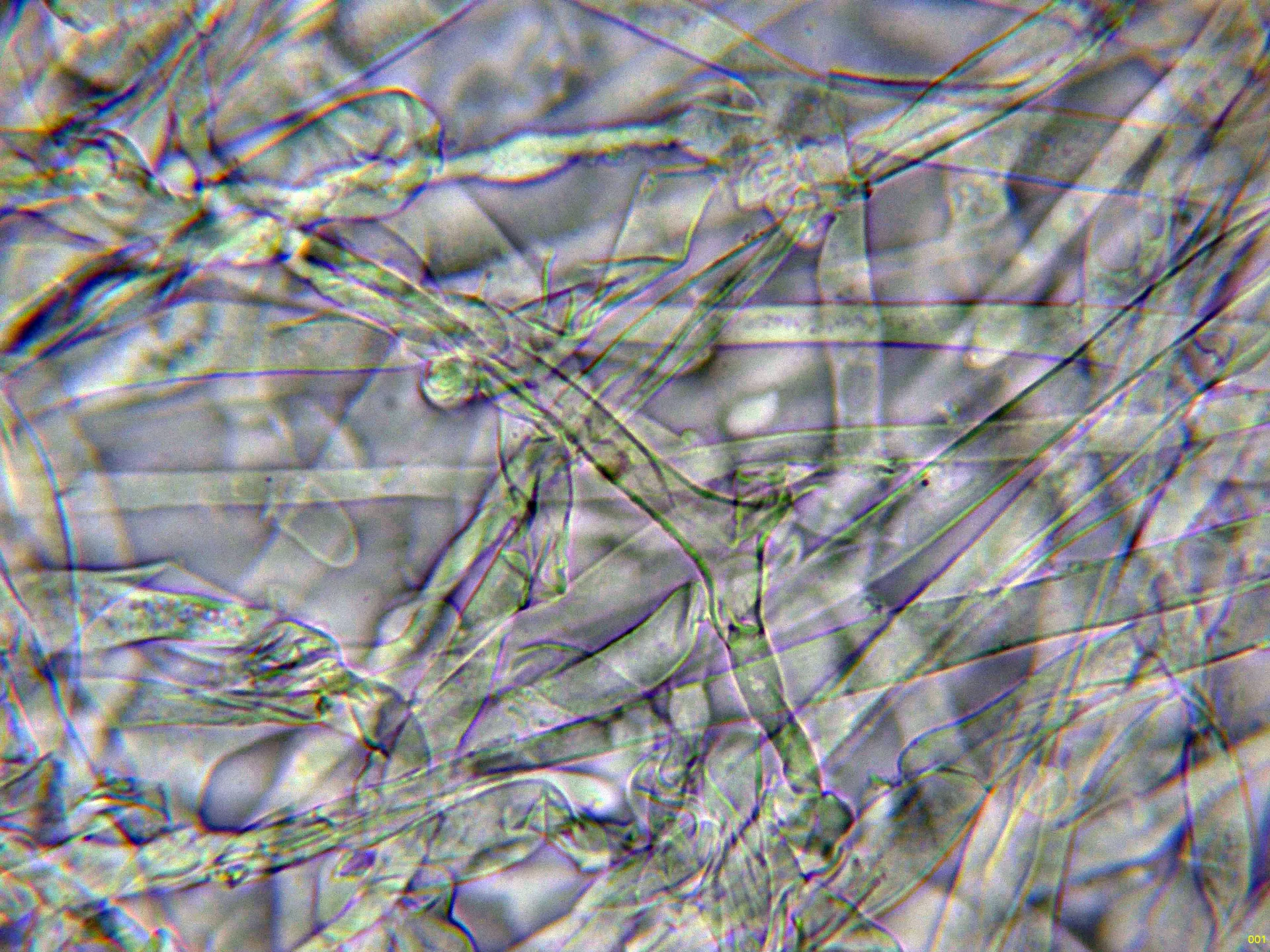 10 - Subpellis agua-001